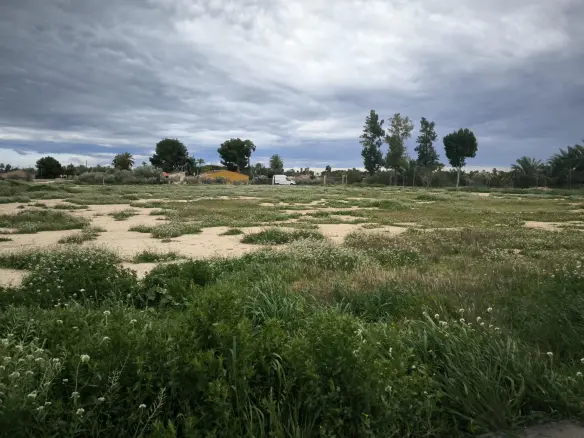 Country Land In Elche Pedanias, Spain (4.037 M² Plot)