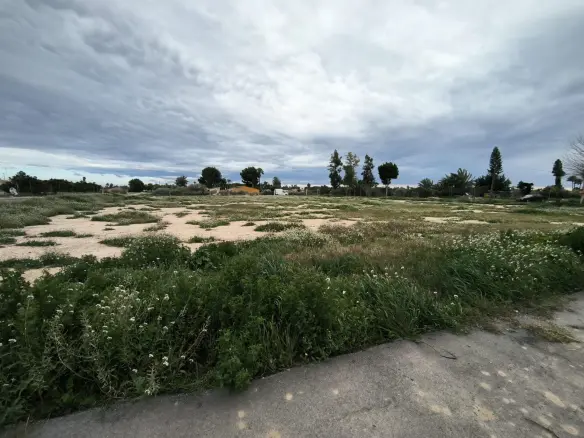 Country Land In Elche Pedanias, Spain (4.037 M² Plot)