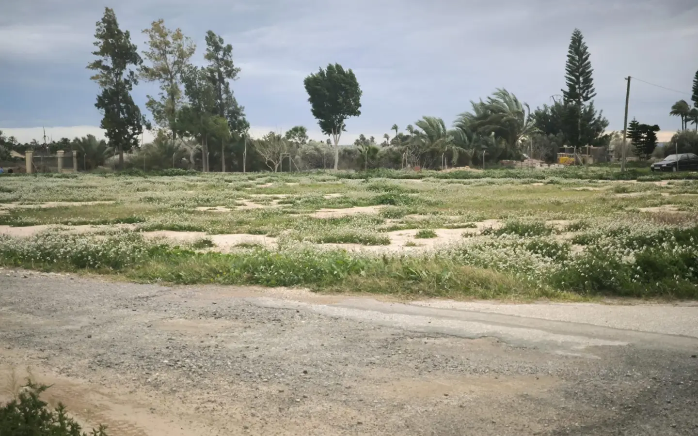 Country Land In Elche Pedanias, Spain (4.037 M² Plot)