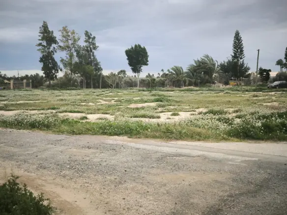 Country Land In Elche Pedanias, Spain (4.037 M² Plot)