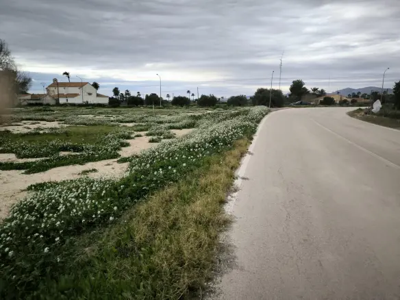 Country Land In Elche Pedanias, Spain (4.037 M² Plot)