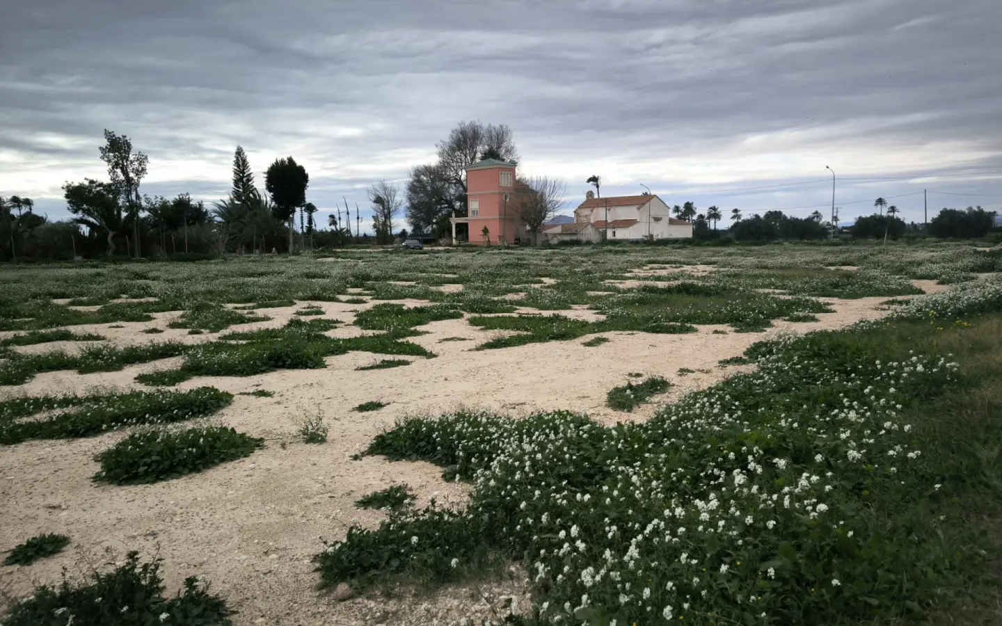 Country Land In Elche Pedanias, Spain (4.037 M² Plot)