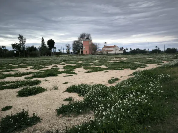 Country Land In Elche Pedanias, Spain (4.037 M² Plot)