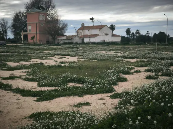 Country Land In Elche Pedanias, Spain (4.037 M² Plot)