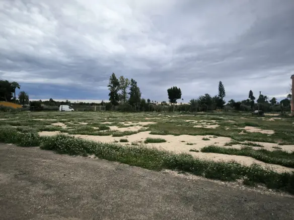 Country Land In Elche Pedanias, Spain (4.037 M² Plot)