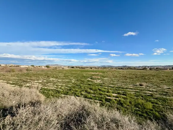 Country Land In Novelda, Spain (12.000 M² Plot)