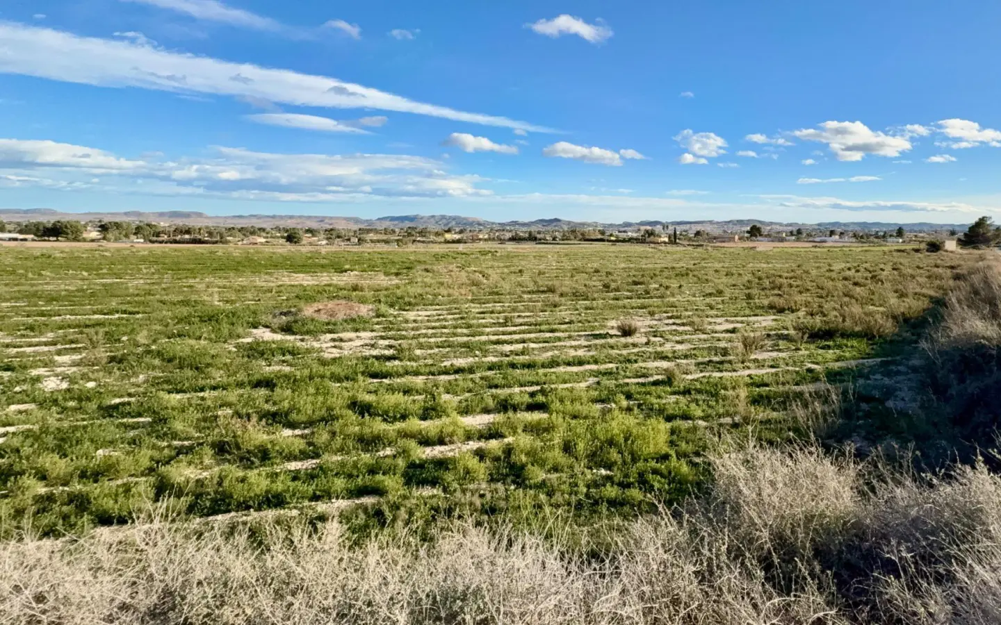 Country Land In Novelda, Spain (12.000 M² Plot)