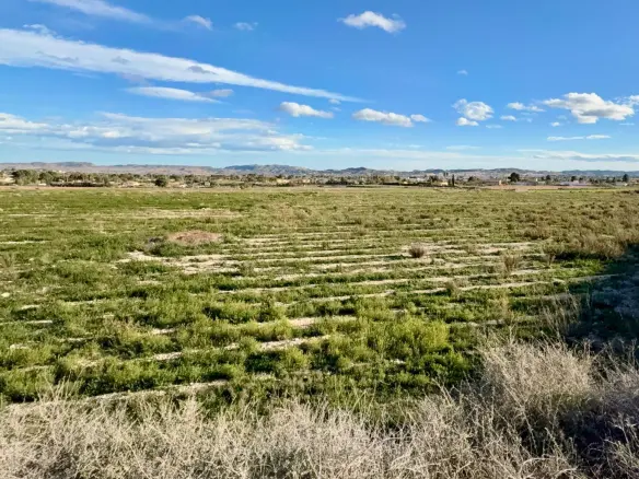 Country Land In Novelda, Spain (12.000 M² Plot)