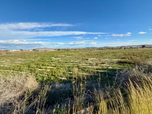Land In Novelda, Spain (22.666 M² Plot)