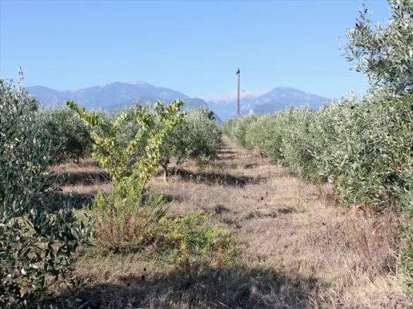 Land In Litochoro, Greece