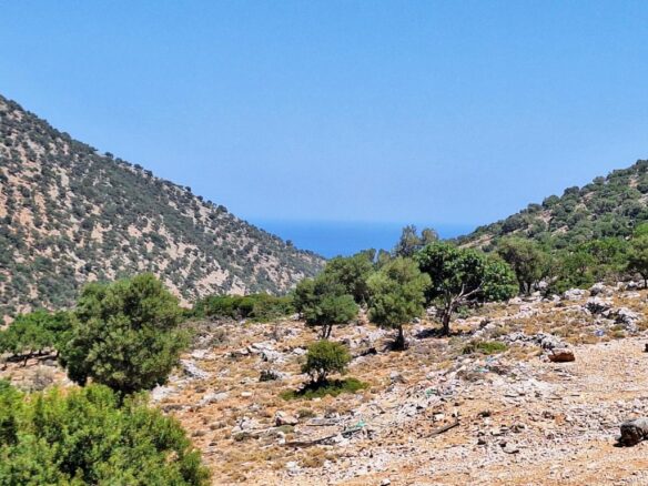 Building Plot For Sale – 6250 M2 Near Malia, Crete