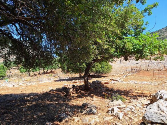 Building Plot For Sale – 6250 M2 Near Malia, Crete