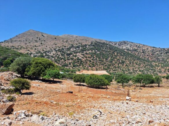 Building Plot For Sale – 6250 M2 Near Malia, Crete
