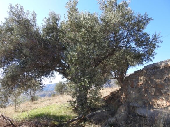 Private Property With Unobstructed Views Of The Libyan Sea