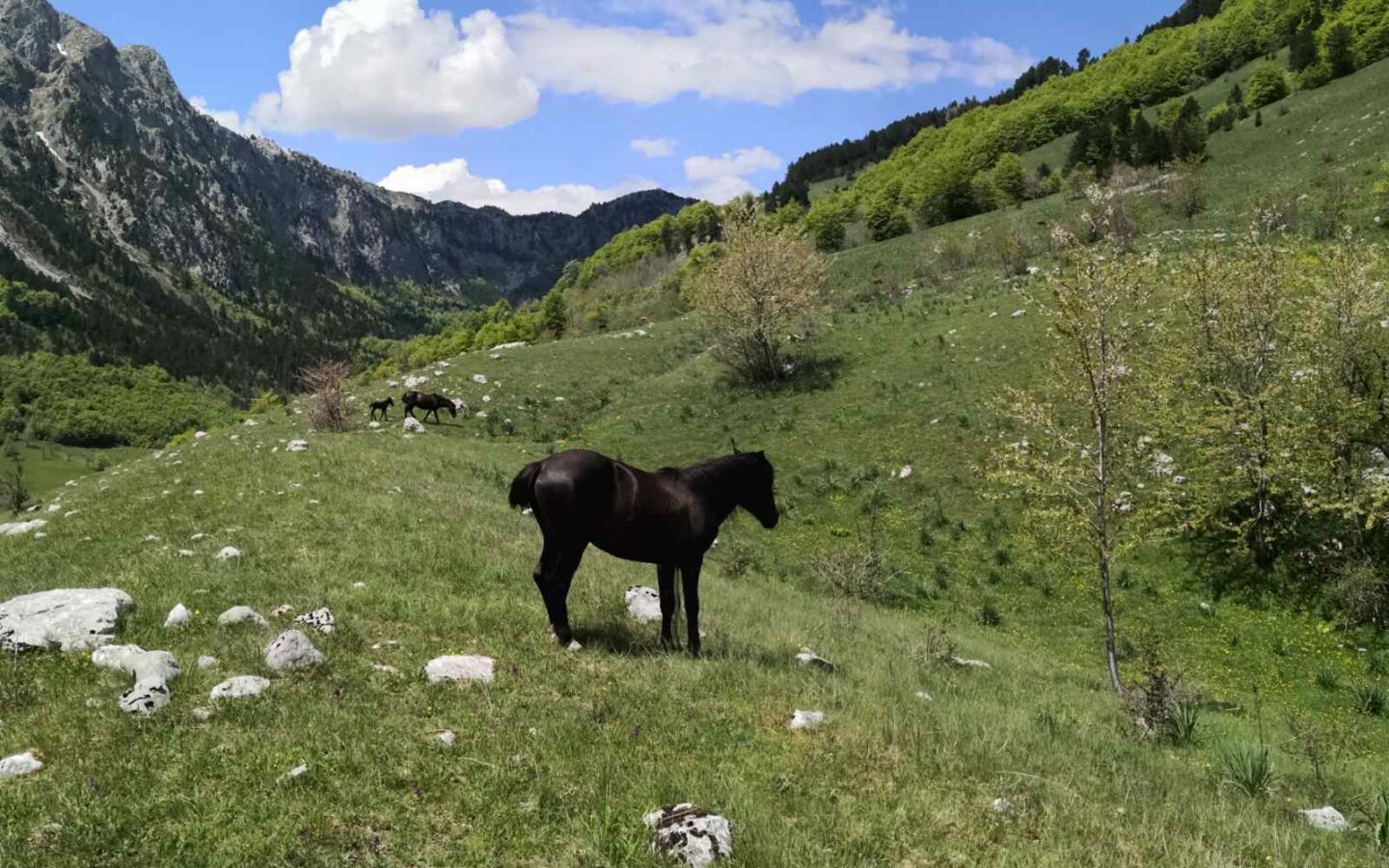 Land Of 32,013 M² In Kolašin, Montenegro