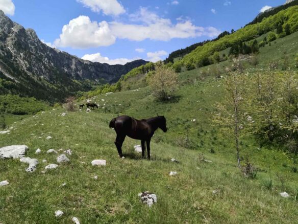 Land Of 32,013 M² In Kolašin, Montenegro