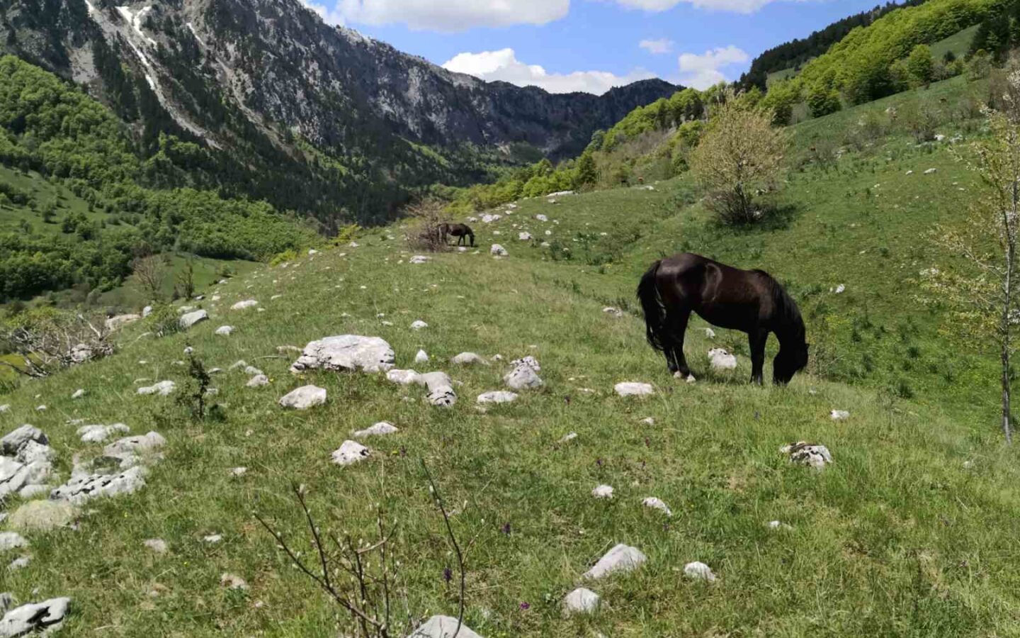Land Of 32,013 M² In Kolašin, Montenegro
