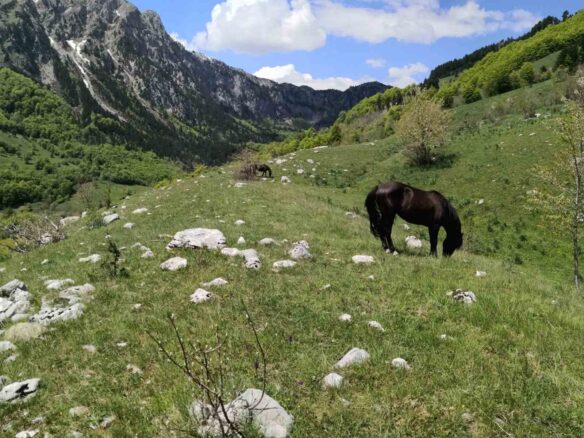 Land Of 32,013 M² In Kolašin, Montenegro