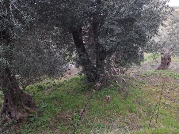Land In Corfu, Greece