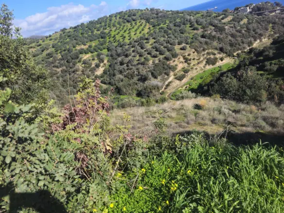 Land In Gazi, Greece