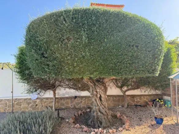 3-bedroom Villa In San Miguel De Salinas, Spain (170 M²)