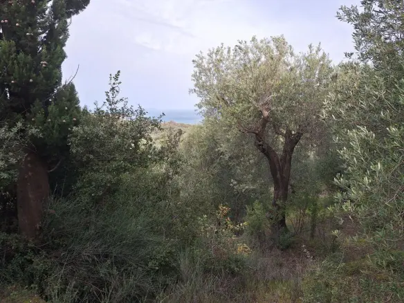 Land In Corfu, Greece (1.250 M²)