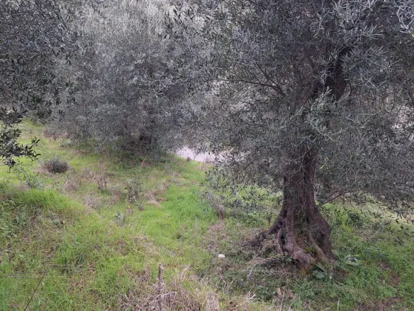 Land In Corfu, Greece