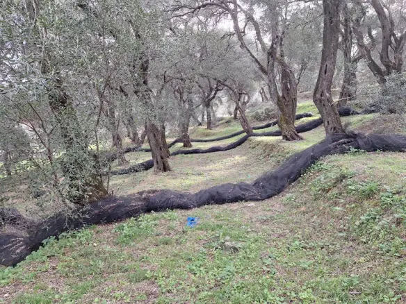 Land In Corfu, Greece