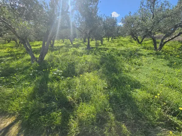 Land In Gazi, Greece