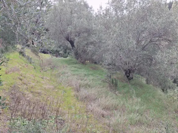 Land In Corfu, Greece (1.250 M²)