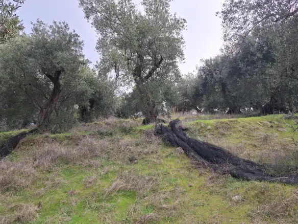 Land In Corfu, Greece (1.250 M²)