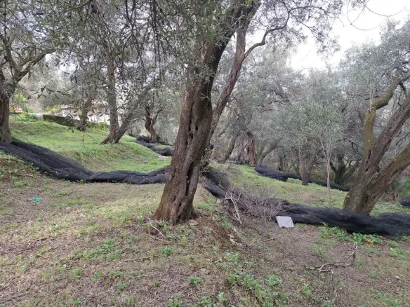 Land In Corfu, Greece