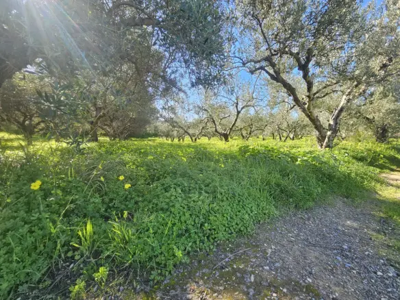Land In Gazi, Greece