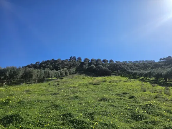 Land In Temenos, Greece