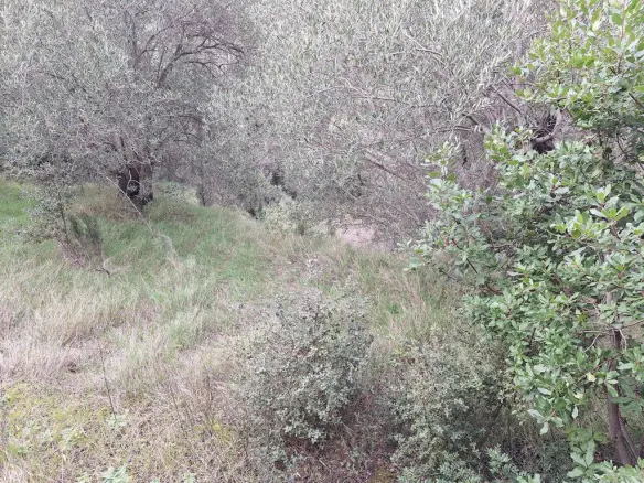 Land In Corfu, Greece (1.250 M²)