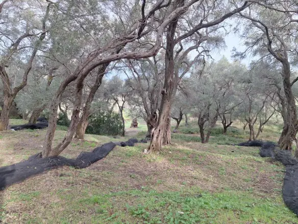 Land In Corfu, Greece
