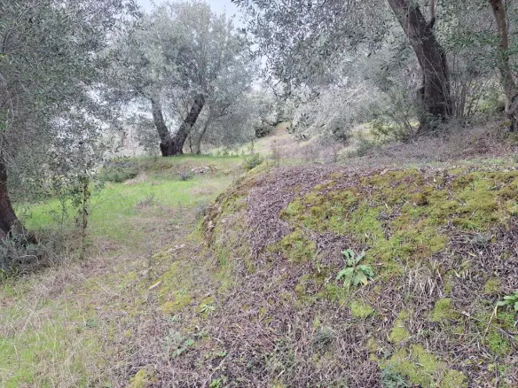 Land In Corfu, Greece