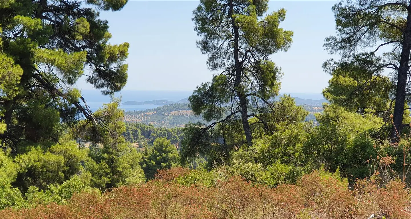 Land In Kassandra, Greece