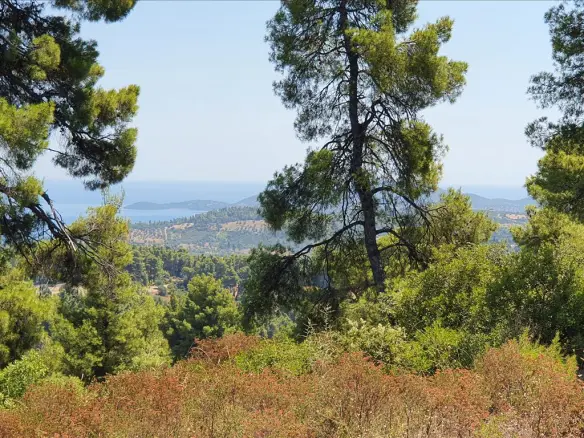 Land In Kassandra, Greece