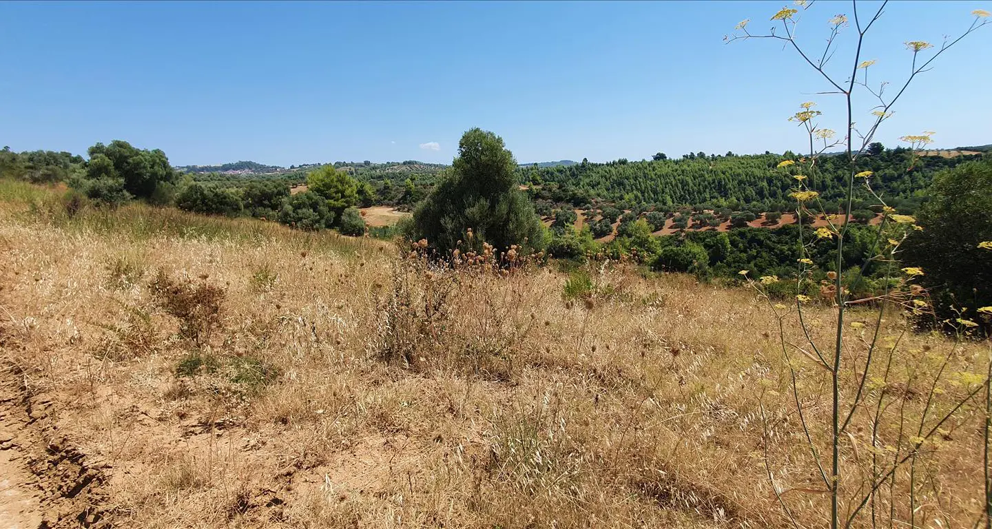 Land In Kassandra, Greece
