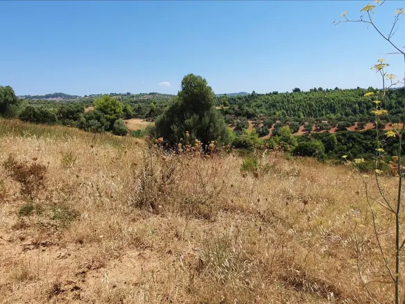 Land In Kassandra, Greece