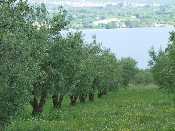 Land In Servia, Greece