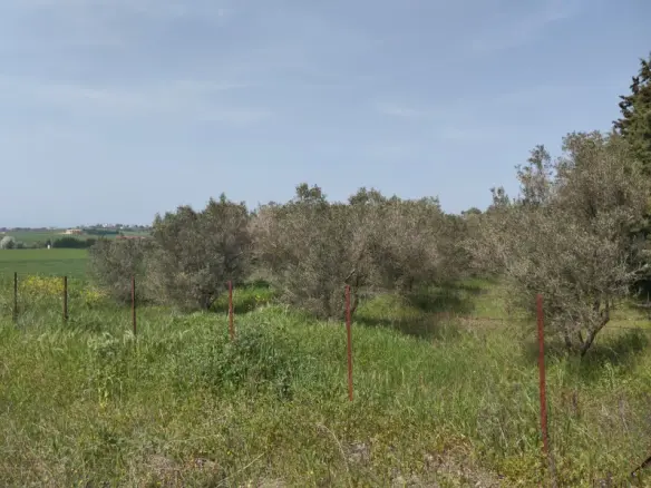 Land In Epanomi, Greece