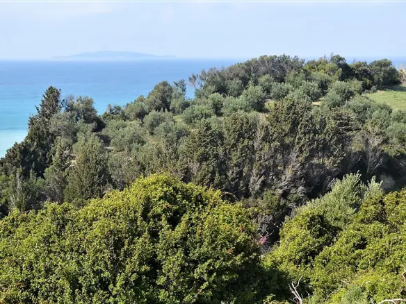For Sale Land 12000 M² In Corfu
