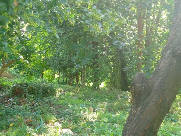 Land In Mouresi, Greece