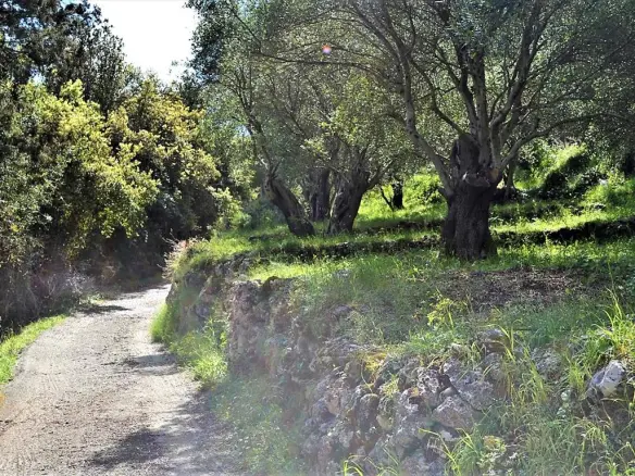 For Sale Land 7000 M² In Corfu