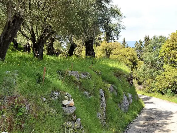 For Sale Land 7000 M² In Corfu
