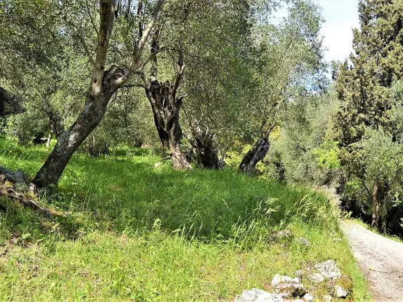 For Sale Land 7000 M² In Corfu