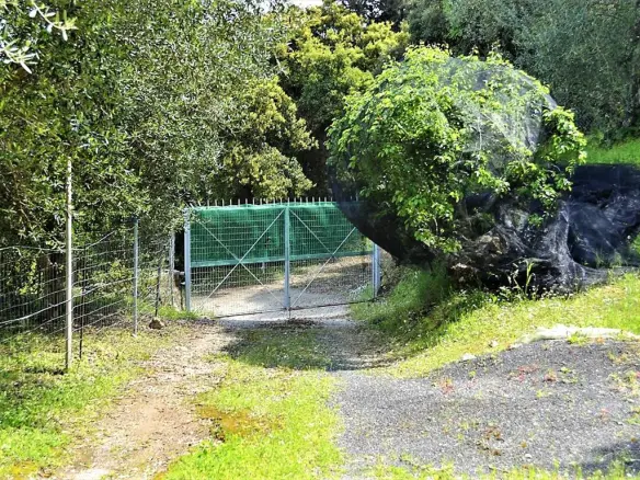 For Sale Land 7000 M² In Corfu