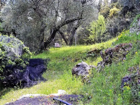 For Sale Land 7000 M² In Corfu